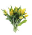 Tulpen-Strauß XL im Angebot bei EDEKA in Ravensburg Tulpen-Strauß XL Angebote von EDEKA Herzstücke bei EDEKA Ravensburg für 9,99 €