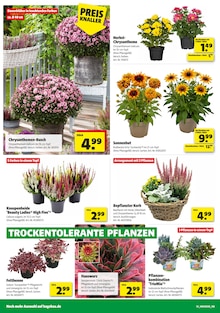 Zimmerpflanzen im aktuellen Hagebaumarkt Prospekt (Hamburg) Zimmerpflanzen im Hagebaumarkt Prospekt "GÖNN DIR SONNEN-ENERGIE" mit 16 Seiten (Hamburg)