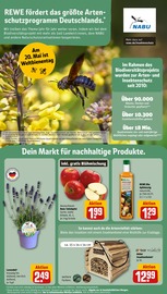 Gartendeko im REWE Prospekt in Münster Aktueller REWE Prospekt mit Gartendeko, "Dein Markt", Seite 21