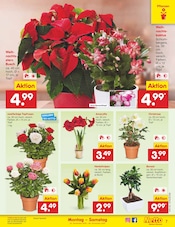 Pflanzen im Netto Marken-Discount Prospekt in Halberstadt Aktueller Netto Marken-Discount Prospekt mit Pflanzen, "Aktuelle Angebote", Seite 7