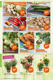 Blumen Angebot & Preis im aktuellen tegut Prospekt Blumen Angebot im aktuellen tegut Prospekt auf Seite 4