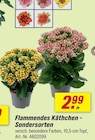 Flammendes Käthchen - Sondersorten im aktuellen toom Baumarkt Prospekt