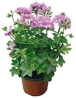 Géranium en promo chez Carrefour Géranium dans le catalogue Carrefour