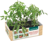 Pack de 6 plants de tomates «anciennes» - GARDENLINE en promo à 3,79 € chez Aldi Pack de 6 plants de tomates «anciennes» - GARDENLINE dans le catalogue Aldi