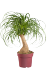 Beaucarnea - Lidl à Colombes Beaucarnea en promo chez Lidl Colombes à 12,99 €