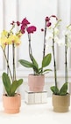 Orchidée 2 tiges - Super U à Besançon Orchidée 2 tiges en promo chez Super U Besançon à 11,99 €