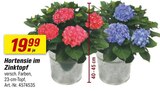 Hortensie im Zinktopf im Angebot bei toom Baumarkt in Hildesheim Hortensie im Zinktopf Angebote bei toom Baumarkt Hildesheim für 19,99 €