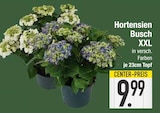 Hortensien Busch XXL im aktuellen EDEKA Prospekt für 9,99 €