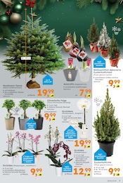 Ficus Angebot im aktuellen Globus-Baumarkt Prospekt auf Seite 3