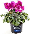 Cyclamen „Alpenveilchen“ für 2,29 € bei Thomas Philipps im Angebot Cyclamen „Alpenveilchen“ im aktuellen Thomas Philipps Prospekt