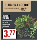 Aktuelle Blumen Angebote bei Marktkauf in Wuppertal Aktuelles Herbst-Tulpen Angebot bei Marktkauf in Wuppertal ab 3,77 €