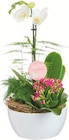 Botanic Épinal - Promo Composition orchidée avec pot en céramique Promo Composition orchidée avec pot en céramique à 29,99 € dans le catalogue Botanic à Épinal