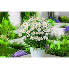 Marguerite en promo chez Carrefour Saint-Étienne à 5,99 €