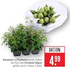 Geranien und Fuchsien Angebote bei Marktkauf Göppingen für 4,99 €
