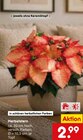 Aktuelle Zimmerpflanzen Angebote bei Netto Marken-Discount in Duisburg Aktuelles Herbststern Angebot bei Netto Marken-Discount in Duisburg ab 2,99 €