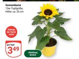 Sonnenblume im Angebot bei GLOBUS in Erfurt Sonnenblume Angebote bei GLOBUS Erfurt für 3,49 €