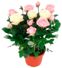 Moosrosen Angebote bei EDEKA Cuxhaven für 5,99 €