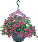 XXL Blumenampel im aktuellen Netto mit dem Scottie Prospekt