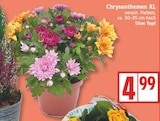 Chrysanthemen XL für 4,99 € bei EDEKA im Angebot Chrysanthemen XL im aktuellen EDEKA Prospekt