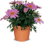 Margeriten Angebote bei Netto Marken-Discount Mettmann für 2,99 €