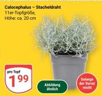 Aktuelle Pflanzen Angebote bei GLOBUS in Jena Aktuelles Calocephalus – Stacheldraht Angebot bei GLOBUS in Jena ab 1,99 €