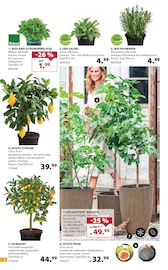 Aktueller Dehner Garten-Center Prospekt mit Grünpflanzen, "So duftet der Sommer!", Seite 6