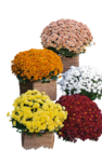 SUR TOUS LES CHRYSANTHÈMES 19 CM OU 3 L en promo chez Carrefour Saint-Médard-en-Jalles