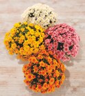 Chrysanthème à Super U dans Sourcieux-les-Mines Chrysanthème à Super U dans Sourcieux-les-Mines
