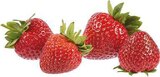 E center Emsdetten - Spanien Erdbeeren Angebot im Prospekt Spanien Erdbeeren bei E center im Emsdetten Prospekt für 2,99 €