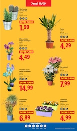Prix et réduction Potée dans le prospectus Lidl en cours Offre Potée dans le catalogue Lidl du moment à la page 29