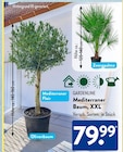 Mediterraner Baum, XXL im ALDI SÜD Prospekt Mediterraner Baum, XXL von GARDENLINE im aktuellen ALDI SÜD Prospekt für 79,99 €
