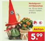 Herbstgnom mit Kalanchoe im Angebot bei Netto Marken-Discount in Offenbach Herbstgnom mit Kalanchoe Angebote bei Netto Marken-Discount Offenbach für 5,99 €