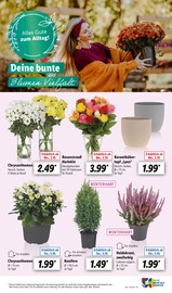 Ähnliche Feigenbaum Angebote im Prospekt "LIDL LOHNT SICH" von Lidl Ähnliches Angebot bei Lidl in Prospekt "LIDL LOHNT SICH" gefunden auf Seite 49