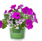 Blühende Freunde Duo bei Pflanzen Kölle im Prospekt  für 6,99 €