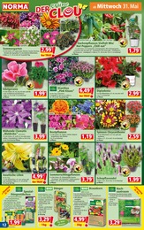 Blumen Angebot & Preis im aktuellen Norma Prospekt Blumen Angebot im aktuellen Norma Prospekt auf Seite 12