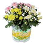 Chrysanthème multifleur - Lidl à Rueil-Malmaison Chrysanthème multifleur en promo chez Lidl Rueil-Malmaison à 1,49 €