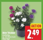 Aster Tricolour für 2,49 € bei EDEKA im Angebot Aster Tricolour im aktuellen EDEKA Prospekt