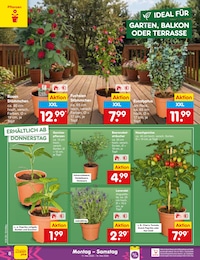 Netto Marken-Discount Pflanzen im Prospekt 