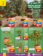Aktueller Netto Marken-Discount Prospekt mit Pflanzen, "Aktuelle Angebote", Seite 10
