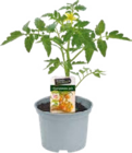 Tomatenpflanzen Angebote von Le Jardin Gourmand bei Globus-Baumarkt Koblenz für 2,99 €