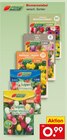 Aktuelle Pflanzen Angebote bei Netto Marken-Discount in Jena Aktuelles Blumenzwiebel Angebot bei Netto Marken-Discount in Jena ab 0,99 €