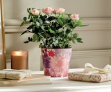Rosier pot 13 cm dans un cache pot en promo chez Intermarché Hyper Rosier pot 13 cm dans un cache pot dans le catalogue Intermarché Hyper