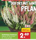 Zweifarbiges Heidekraut für 2,49 € bei Netto Marken-Discount im Angebot Zweifarbiges Heidekraut im aktuellen Netto Marken-Discount Prospekt