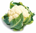 Blumenkohl im aktuellen Netto mit dem Scottie Prospekt