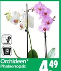 Orchideen Phalaenopsis im Wreesmann Prospekt Orchideen Phalaenopsis von im aktuellen Wreesmann Prospekt für 4,49 €