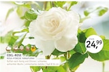 Aktuelle Blumen Angebote bei ROSENGUT Langerwisch in Potsdam Aktuelles EDEL-ROSE ROSA-HYBRIDE 'ANNAPURNA' Angebot bei ROSENGUT Langerwisch in Potsdam ab 24,99 €