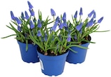 Muscari Angebote bei REWE München für 1,79 €