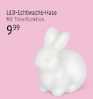LED-Echtwachs-Hase im aktuellen EDEKA Prospekt
