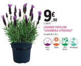 Lavande Papillon "Lavandula Stoechas" - E.Leclerc Lavande Papillon "Lavandula Stoechas" à 9,90 € dans le catalogue E.Leclerc