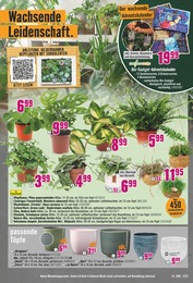 Hornbach Pflanztopf im Prospekt Hornbach Pflanztopf im Prospekt